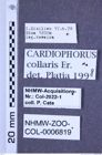 Etiketten zu Cardiophorus collaris (Erichson, 1840) (NHMW-ZOO-COL-0006819)